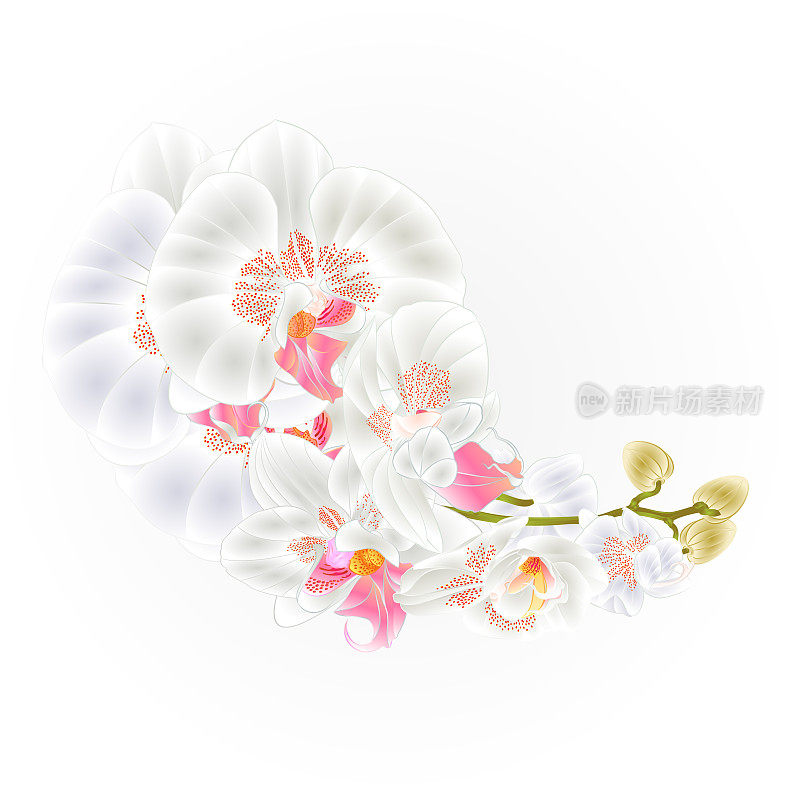 茎兰花白花蝴蝶兰热带植物vintage vector植物学插图设计